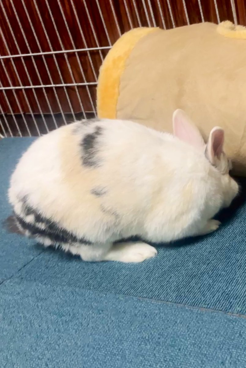 ぽよぽよ様確認ページ♡ ぺぽよ | ぽよぺっぷ！