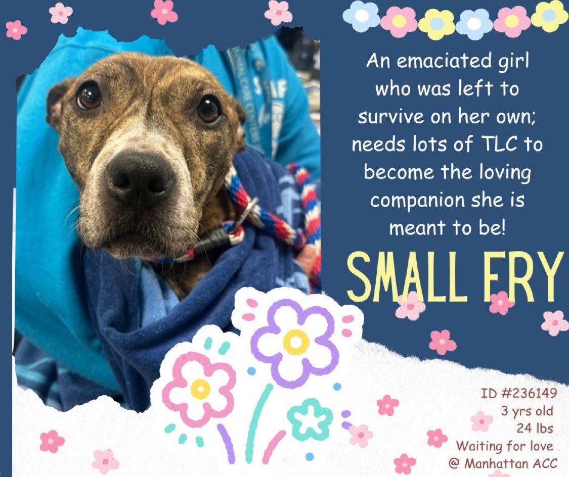 Can you foster? 😢 Rescue Me 🙏🏽
My name is 🐶 Small Fry 💕 
I’m in #NYC I need a hero ASAP 🆘
DM <a href="/notthesameone2/">Not the Same</a> for info 🛟