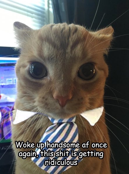 literallymecats's tweet image. 