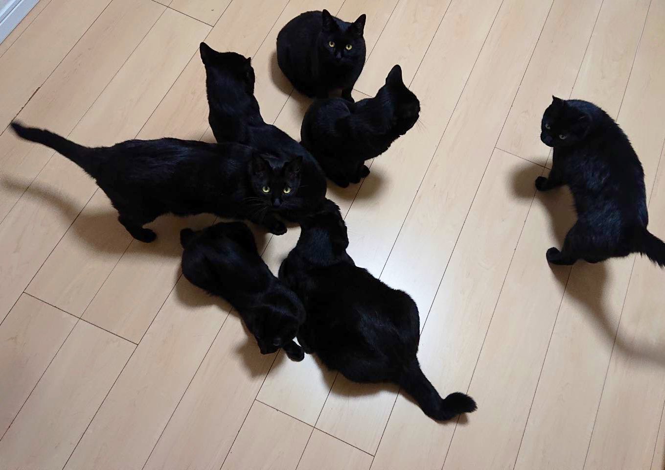 黒猫みんと様 可愛いお願い事🥹🌸 はっちは..😂 #猫 #ねこ #にゃんすたぐらむ