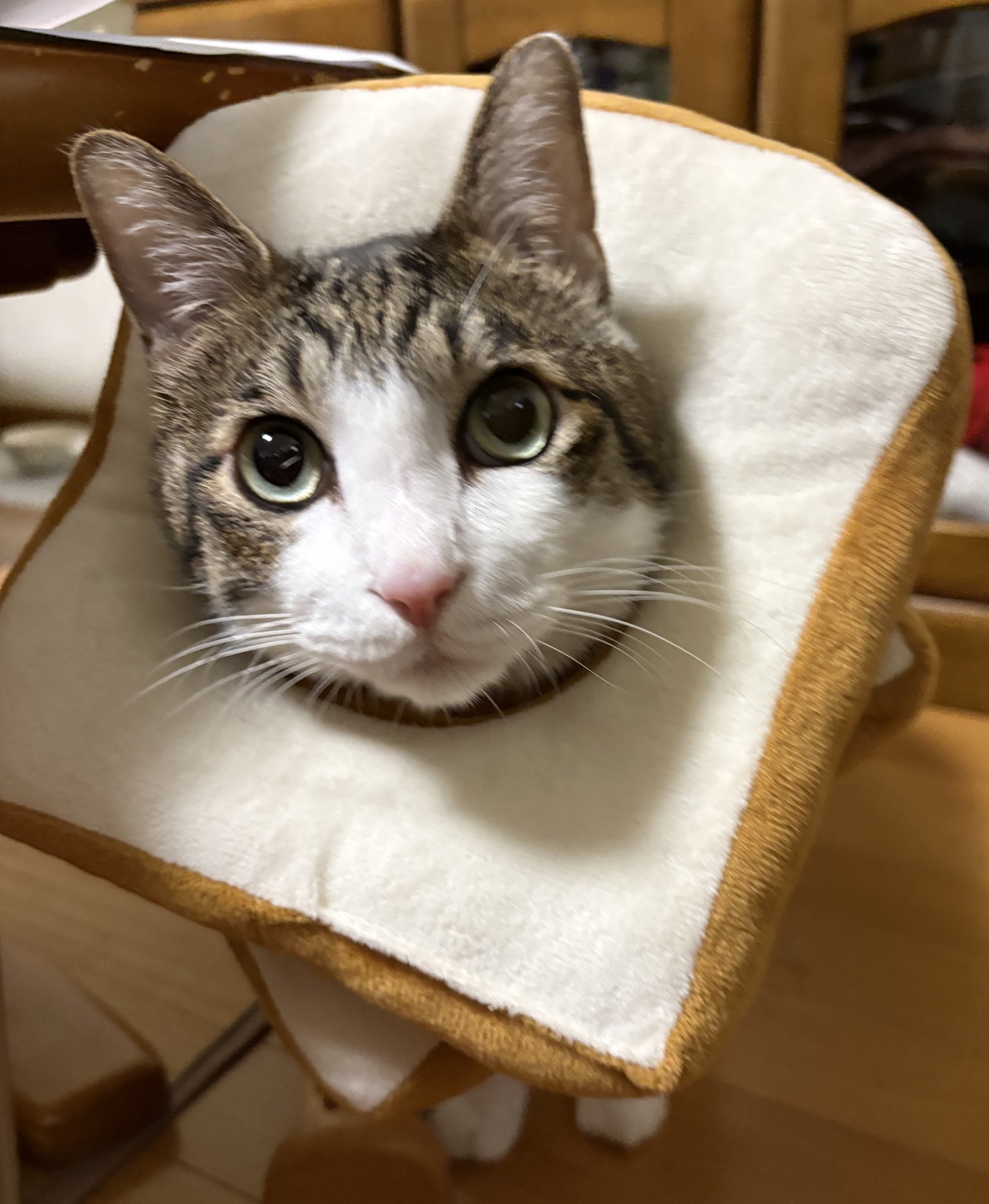 とこも (@95Cs9) / X