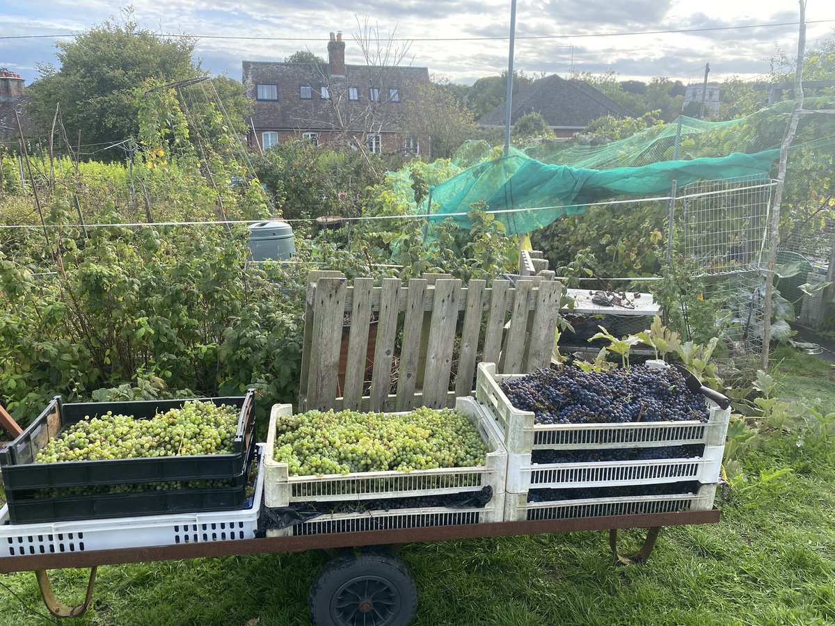 micro_vineyard's tweet photo. 2025 has been a good harvest from both the Plantet and the Baco Blanc, 5x volume of ‘24 and 3x of ‘23.
Will see how much juice we get from the new press. https://t.co/3eNUhrDMjg