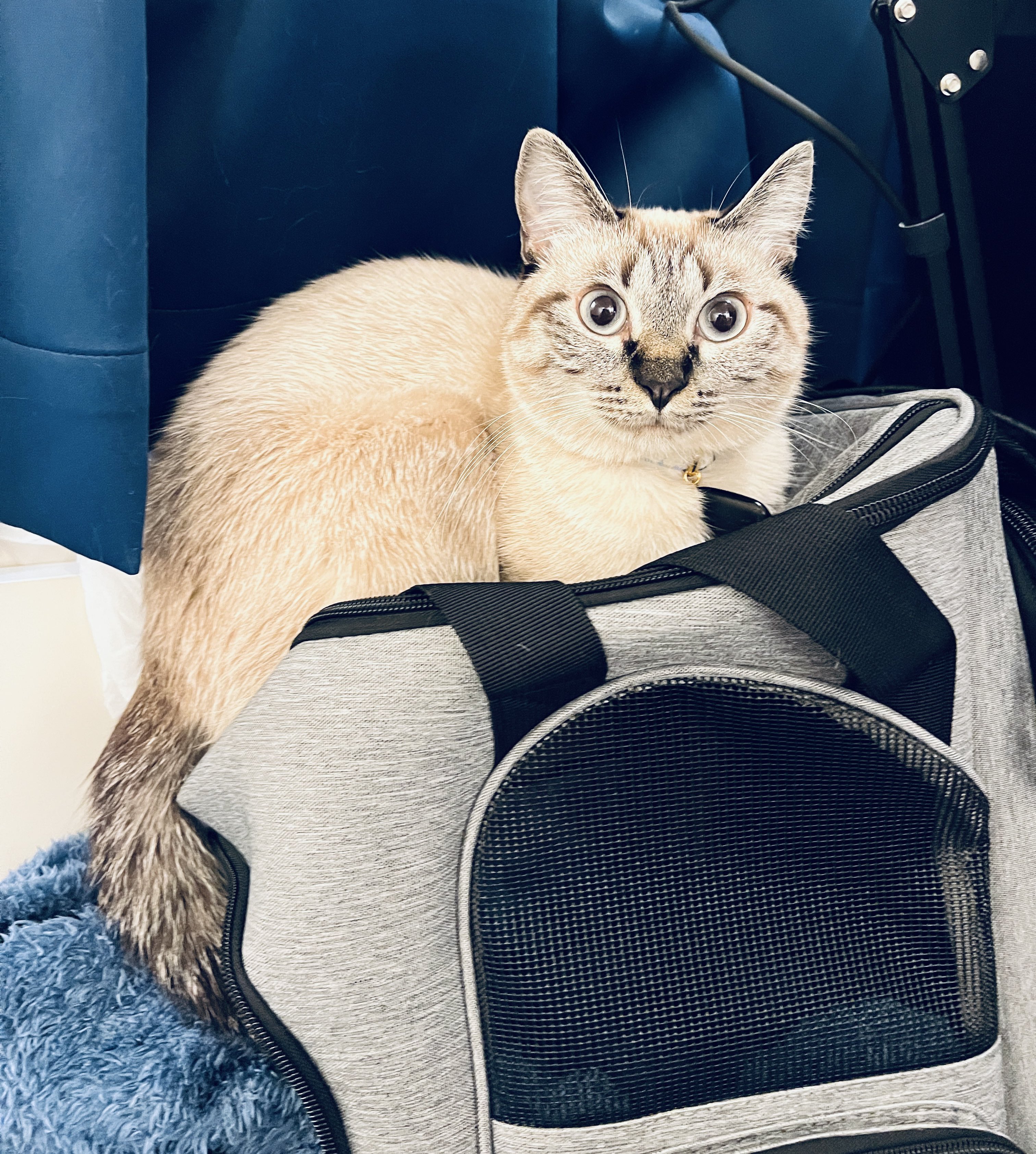 猫チキ！ アニメっていいよなぁ？！ | 96猫 Official Website