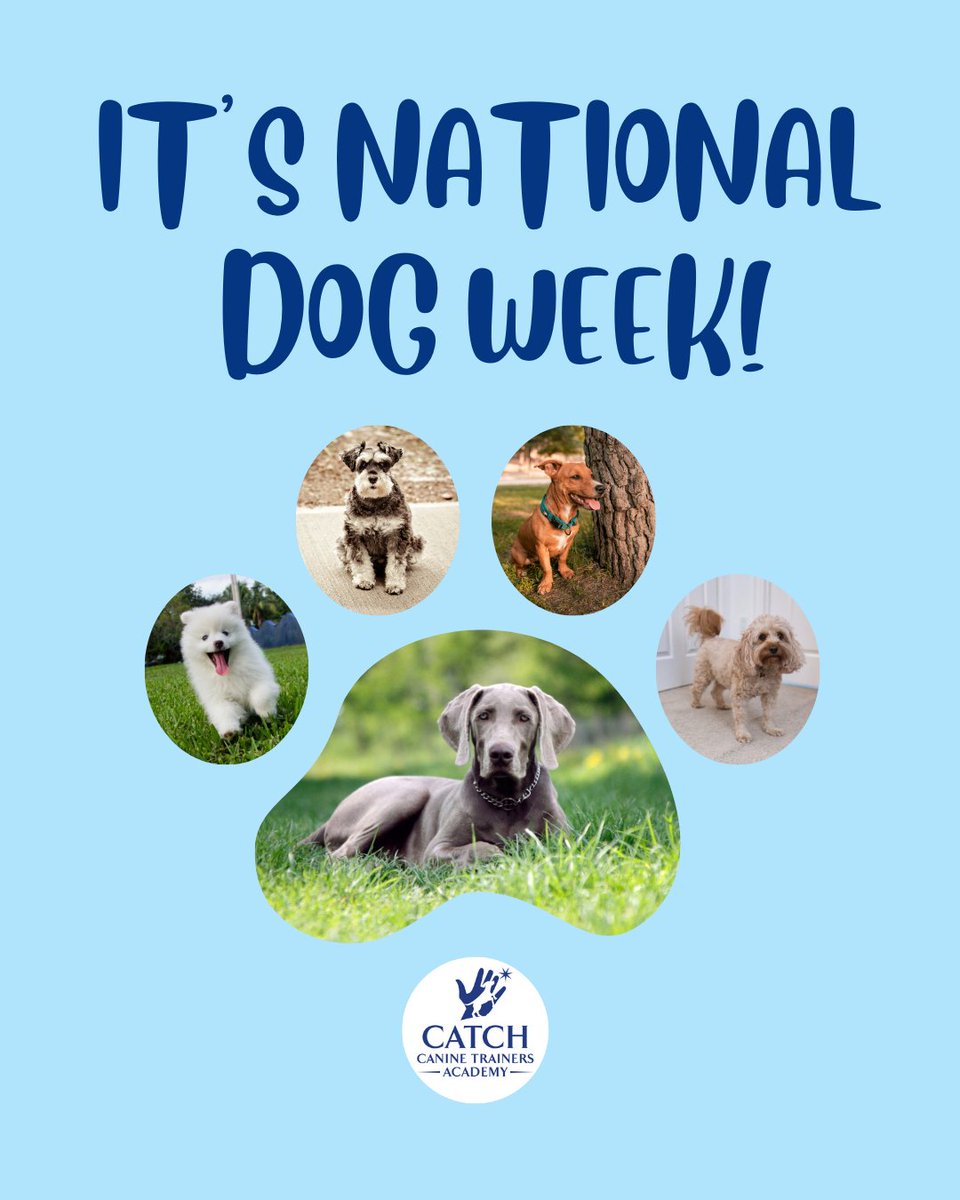 CATCHdogtrainer's tweet image. Whether they’re adopted, fostered, or lifelong family, every dog deserves to be celebrated for the love they bring into our lives. 💙
......
#CATCHCanineTrainersAcademy #DogTraining #DogTrainer #NationalDogWeek #DogWeek