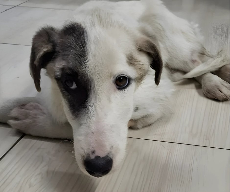 DogDeskAction's tweet photo. ๐ Dogs remind us that play isnโt optional, itโs essential. ๐พ๐พ
#PlayMore #DogsTeachUs #Joy https://t.co/ggCb2cV6ZO