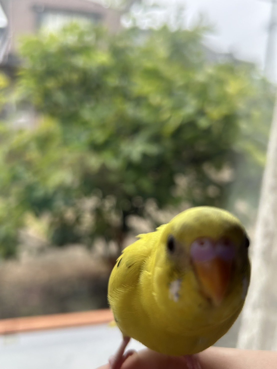 せきせいくうページ セキセイインコ - অনুসন্ধান / X