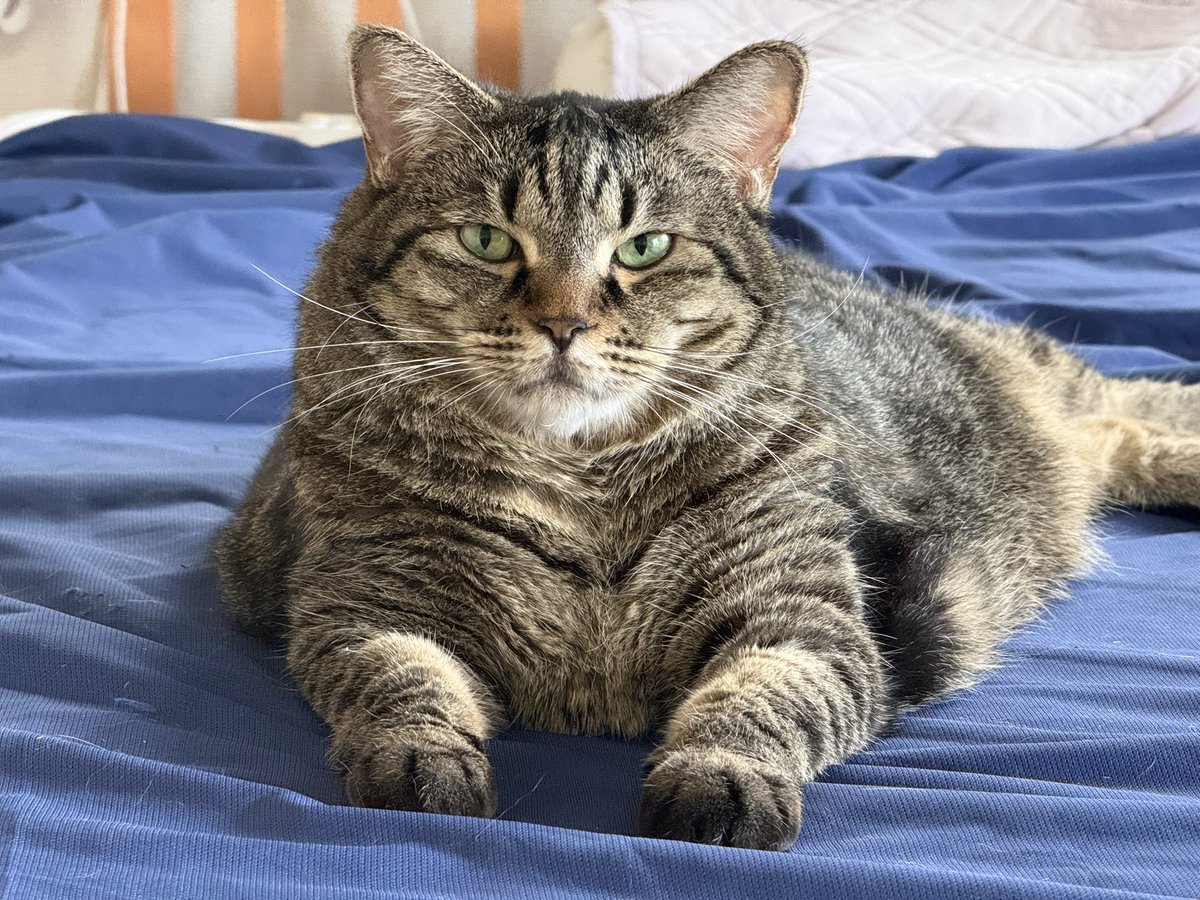 だんごちゃん

エジプトのスフィンクスみたいだね！🐈🐈

#猫好きさんと繋がりたい
#猫のいる暮らし
#保護猫