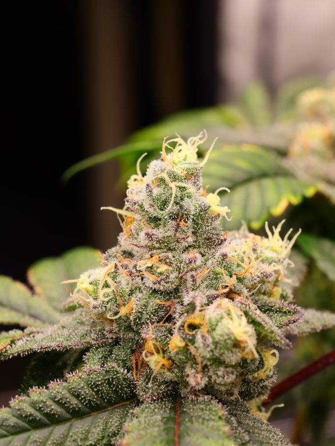 Dude_Grows_Show's tweet photo. 🚫 Nothing for sale here

Today’s frosty flower feature is by RealDGC member apollokid_green, it is a mix of vanilla starburzt by dirty bird genetics and frozen supersonic by robin hood seeds. 

Want to share your garden highlights? Head over to https://t.co/02WMrQ9zH0 Today! https://t.co/iYhVkJY0tZ