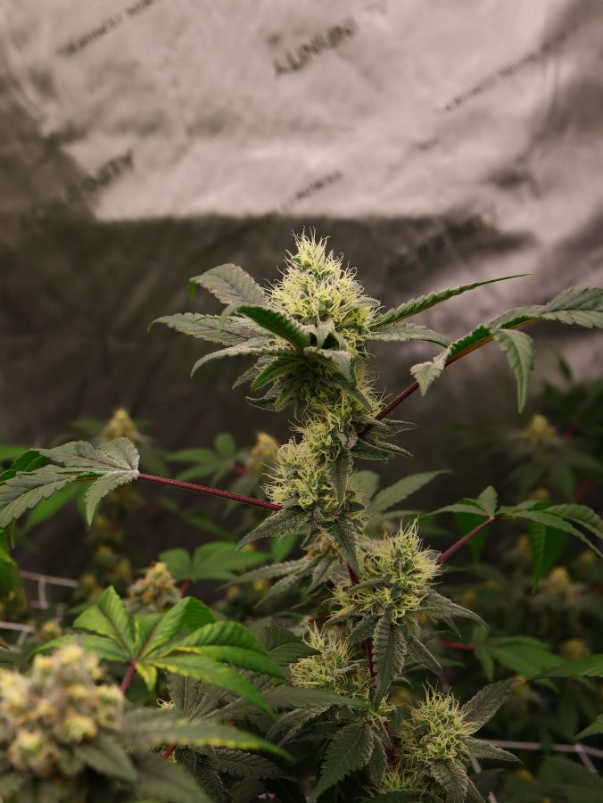 Dude_Grows_Show's tweet photo. 🚫 Nothing for sale here

Today’s frosty flower feature is by RealDGC member apollokid_green, it is a mix of vanilla starburzt by dirty bird genetics and frozen supersonic by robin hood seeds. 

Want to share your garden highlights? Head over to https://t.co/02WMrQ9zH0 Today! https://t.co/iYhVkJY0tZ