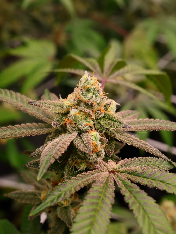 Dude_Grows_Show's tweet photo. 🚫 Nothing for sale here

Today’s frosty flower feature is by RealDGC member apollokid_green, it is a mix of vanilla starburzt by dirty bird genetics and frozen supersonic by robin hood seeds. 

Want to share your garden highlights? Head over to https://t.co/02WMrQ9zH0 Today! https://t.co/iYhVkJY0tZ