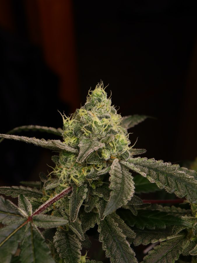 Dude_Grows_Show's tweet photo. 🚫 Nothing for sale here

Today’s frosty flower feature is by RealDGC member apollokid_green, it is a mix of vanilla starburzt by dirty bird genetics and frozen supersonic by robin hood seeds. 

Want to share your garden highlights? Head over to https://t.co/02WMrQ9zH0 Today! https://t.co/iYhVkJY0tZ
