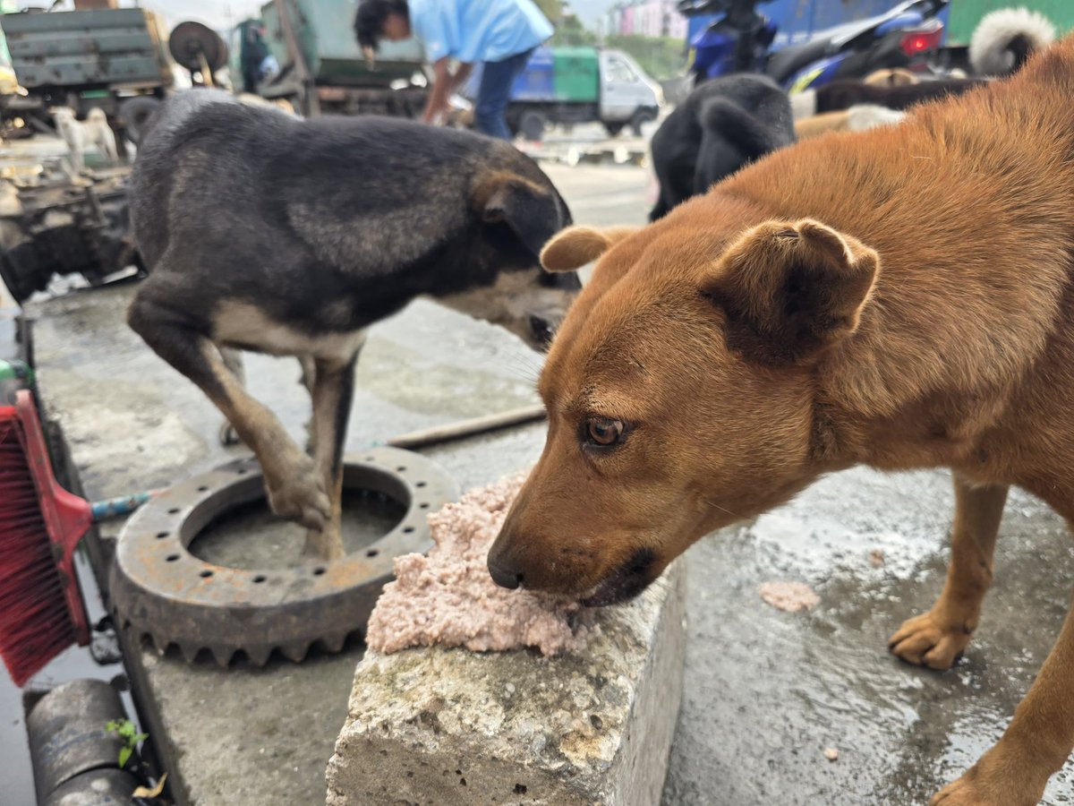 FeedingAnimal's tweet photo. Together for Paws, Together for Love 😍 https://t.co/7FeWqnT7lU