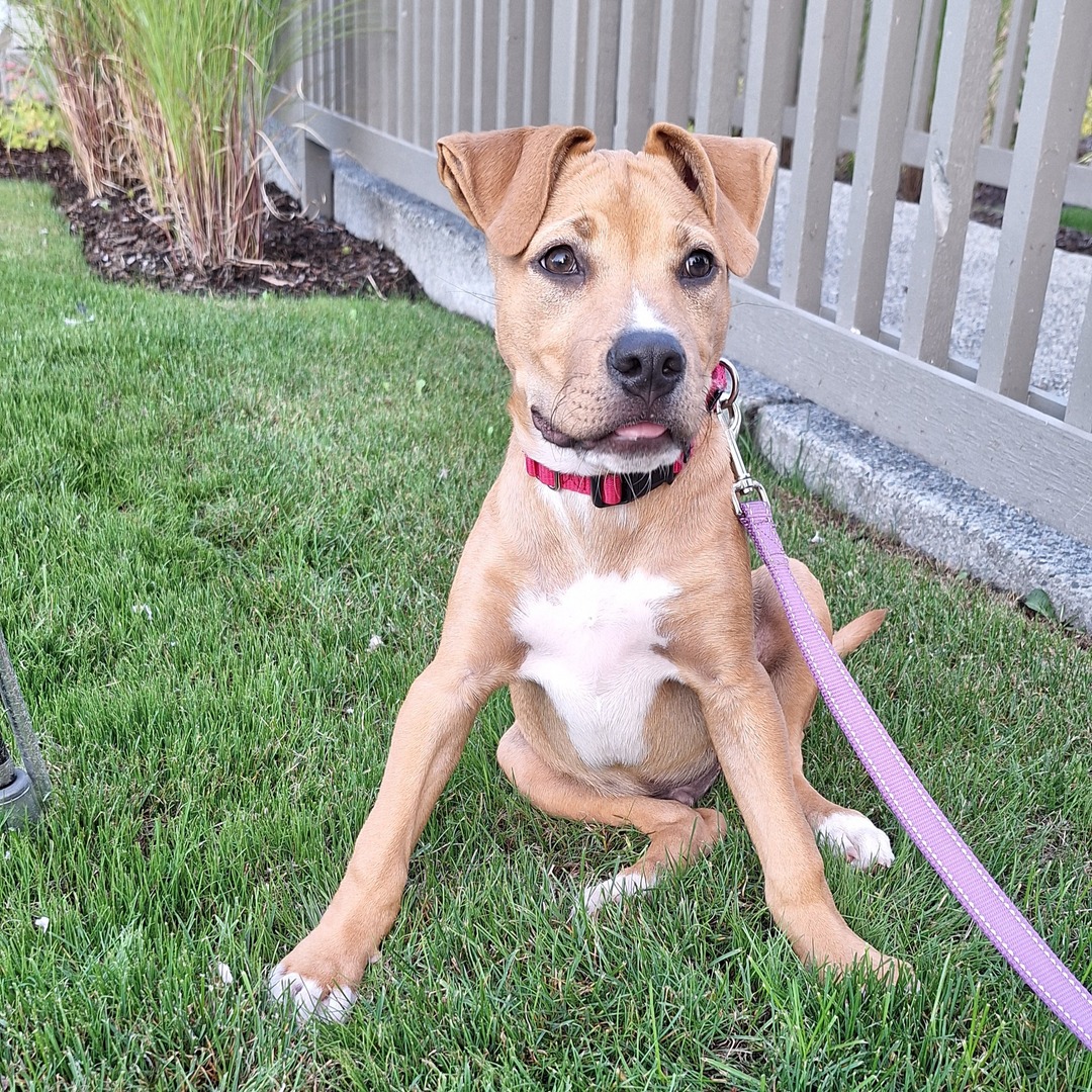 💚🐾 Adoption numbers from the last week! 🐾💚

Over the past week 105 dogs, cats, and rabbits found new homes, including Comet!🐶🐱🐰

Congratulations to all the adopters and your new furry friends 🎉

View all of our adoptable pets: thehumanesociety.org/adopt/