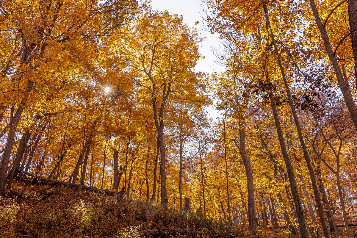 FPDCC's tweet image. Happy First Day of Fall, everyone! 🍁

Let’s embrace the beauty of the changing leaves! 🌳🍂💛 

Enjoy your next Fall-themed adventure with us: fpdcc.com/events/tag/fal…

📷: Maples at Cherry Hill Woods by Patrick Williams, October 2022

#HelloFall