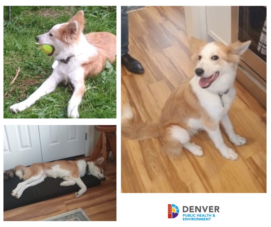 Denver Public Health & Environment (@ddphe) on Twitter photo Denver Animal Shelter Adoption Update❤️ 
"...Suri has been a lovely addition to our home, we so enjoy him and are so grateful to have found the newest forever member of our family...He is a great help in the kitchen, a fantastic work-from-home buddy, and he loves tennis balls." Denver Animal Shelter Adoption Update❤️ 
"...Suri has been a lovely addition to our home, we so enjoy him and are so grateful to have found the newest forever member of our family...He is a great help in the kitchen, a fantastic work-from-home buddy, and he loves tennis balls."