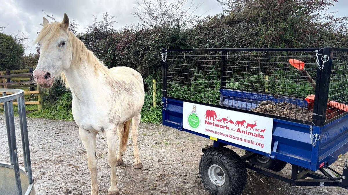 Network4Animals's tweet photo. We recently provided our partner in the UK, The Hugs Foundation, with a new motorized trailer, helping them care for over 40 rescued horses & ponies. This trailer has eased their workload & helped them spend more time caring for the animals!
#NFAUpdates #UKCharities https://t.co/DLluHOvoFX