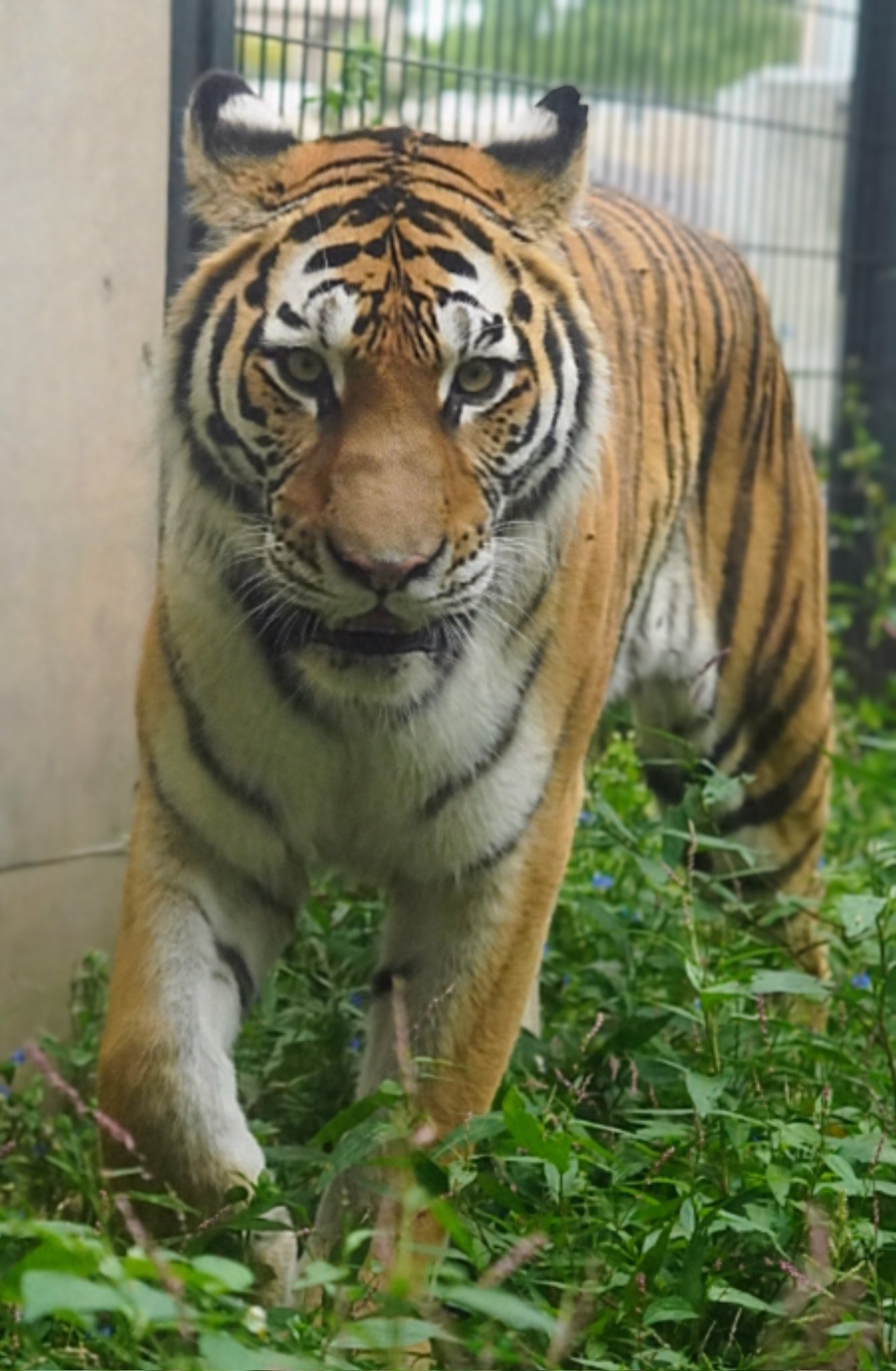 レノックス猫 タイガー(虎) RIKUNOW | 仔トラ達に揉みくちゃにされるホワイトタイガーの