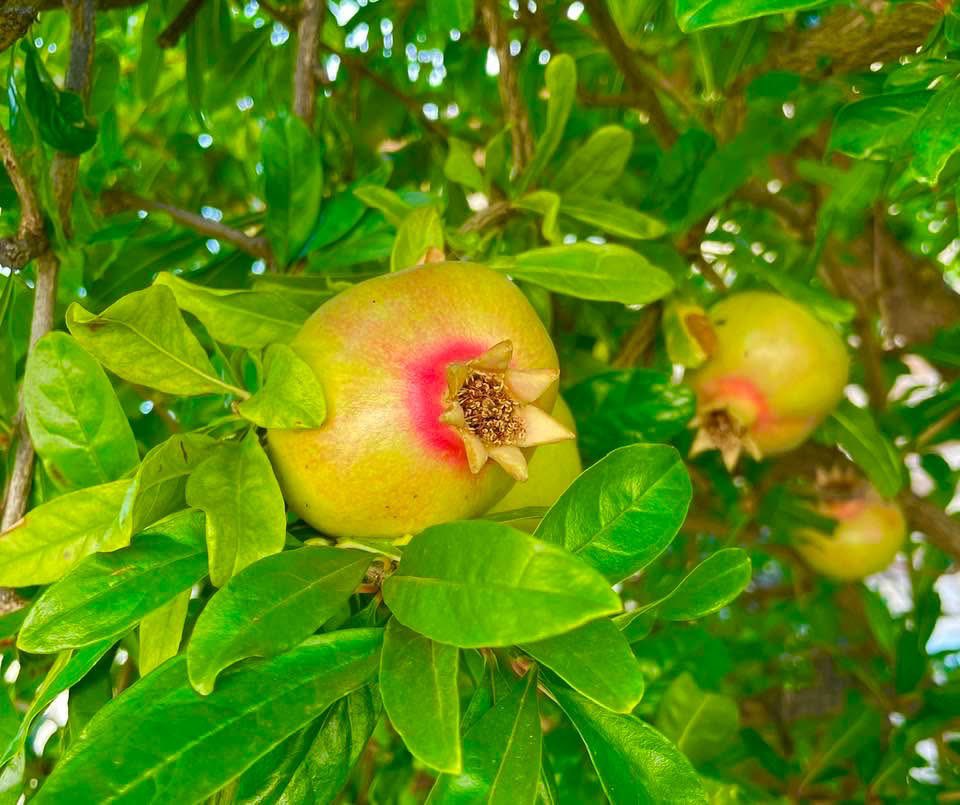 Heute beginnt das jüdische Neujahr – Rosh Hashanah. Ich wünsche meinen jüdischen Freundinnen und Freunden ein gutes, glückliches und gesundes neues Jahr. Shana Tova!
