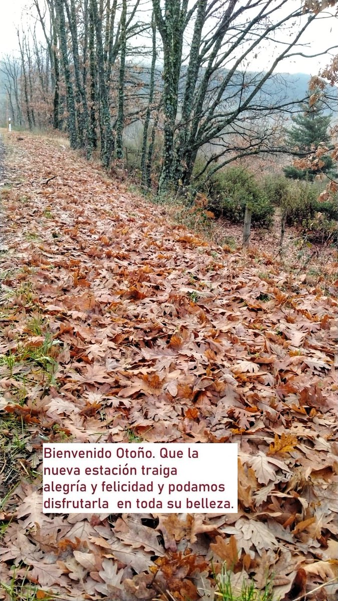 Amigos bienvenido  sea una vez más el Otoño. Quue sea una estación favorable para todos . #BienvenidoOtoño #otono2025   #otoño  #hojas #hacerfotos