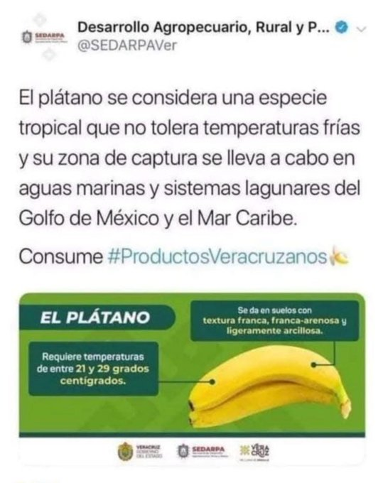 IrvingGatell's tweet photo. No me puedo sacar de la cabeza la imagen de un pescador de la 4T todo frustrado y bien desanimado, llegando a su casa a decirle a su esposa y a sus hijitos "no hay nada que comer, se me escaparon todos los plátanos, nadan bien rápido los condenados...". https://t.co/kJmusKLx5F