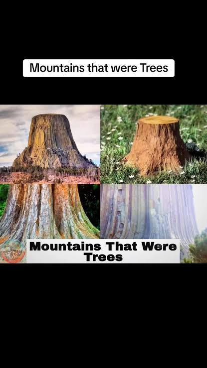aerovimana's tweet image. 🎶What Have They Done To TheEarth🌐🎶
🎶What Have They Done To Our Fair Sister🎶 ~ @JimMorrison @TheDoors

#BearClawMountain #AncientGiantTrees #CloseEncountersOfThe3rdKind #ufotwitter