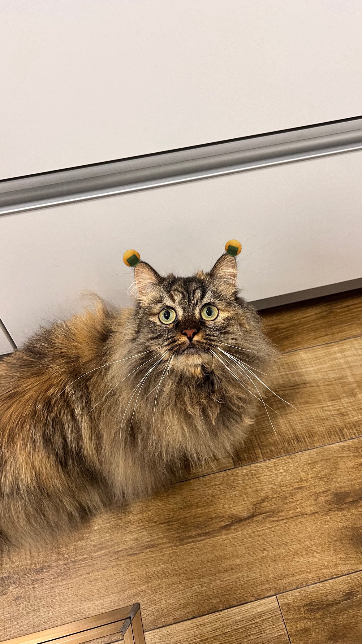 パン (@mokumeko) / X