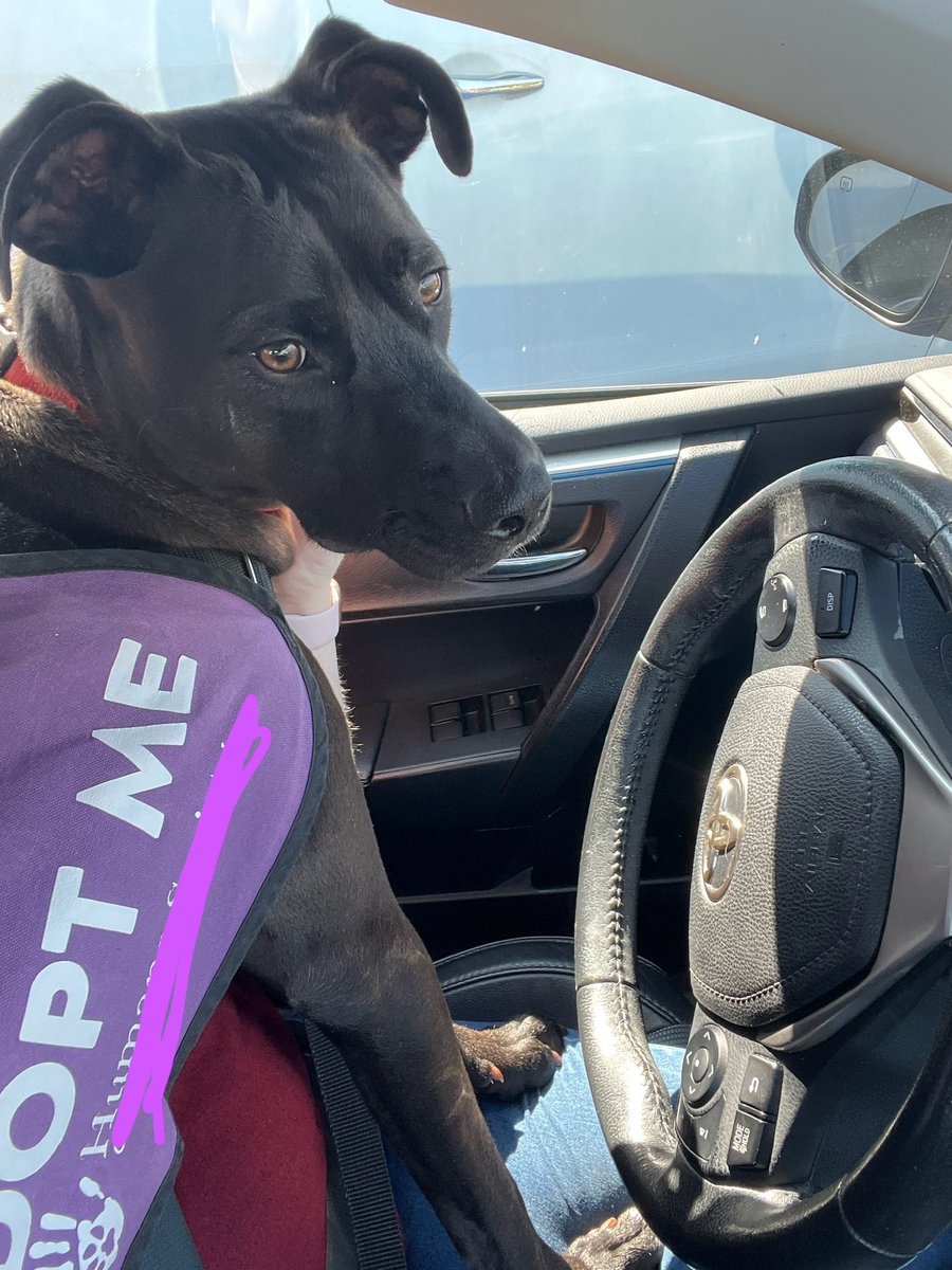 I’m sorry everyone my brain and I have been fighting and I’ve been trying to figure stuff out . I always get nervous still hitting the go live for many reasons. You all are so amazing 💜. Here is a photo of a cute dog I volunteered with the other day