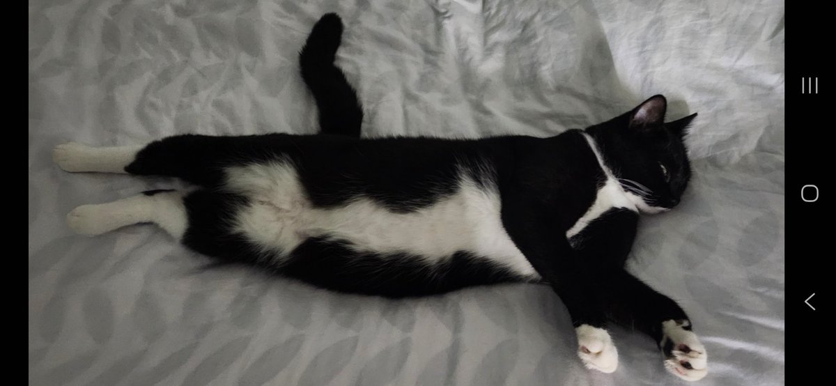 ChonsonB's tweet image. Sleeping in motion