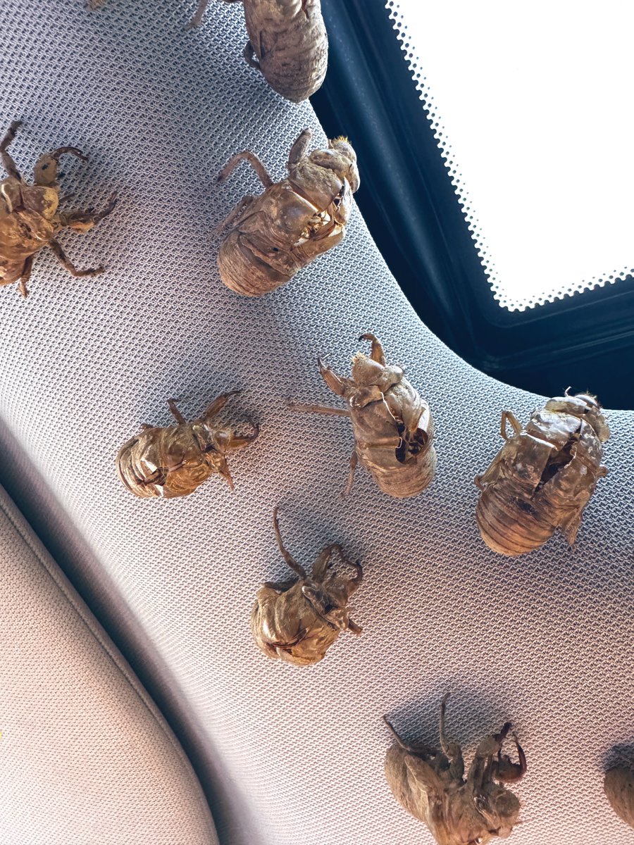 Y’all! ☠️🤦🏻‍♂️😂 #CicadaSeason