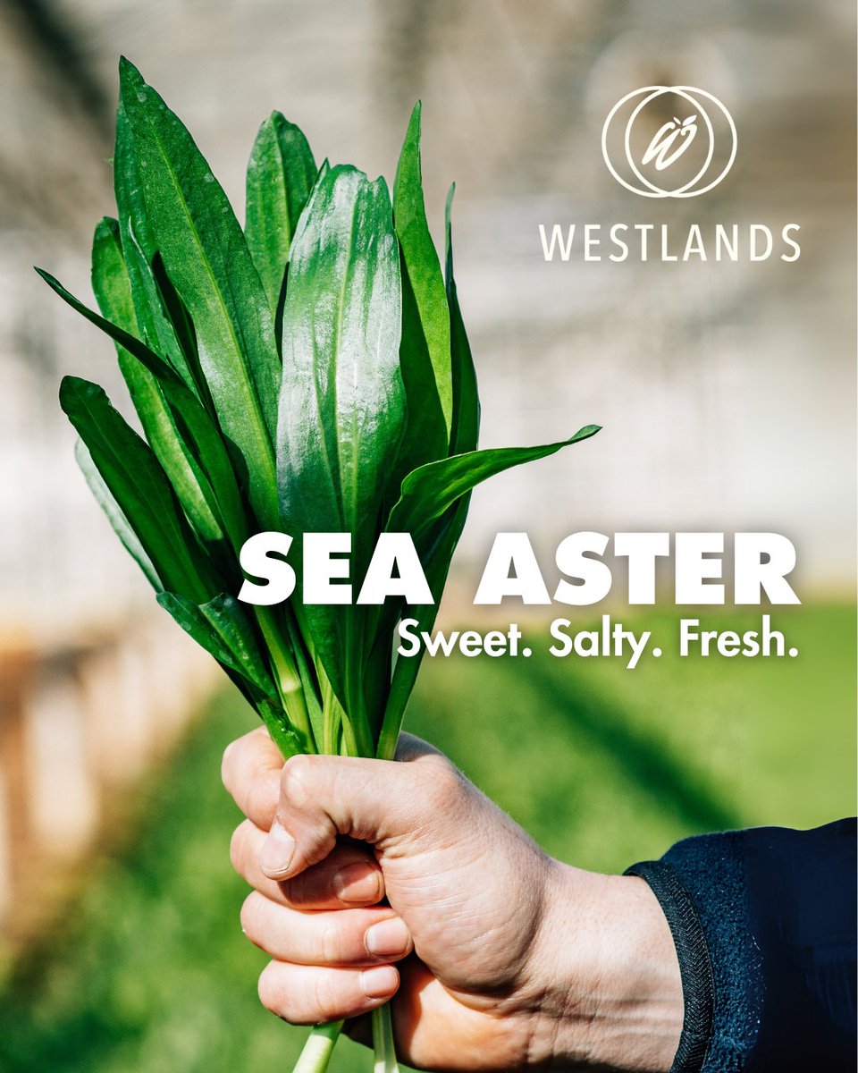 WestlandsUK's tweet image. Sweet, salty, and super fresh. 😮‍💨

Sea Aster: grown in the UK for chefs who demand the extraordinary, with refined salinity and flawless precision.

Shop at your nearest stockist today.

#BritishGrown #Chef #Speciality #Premium #Ingredients