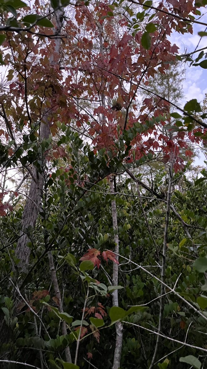 EvergladesNPS's tweet image. FALL for the charm of Everglades in AUTUMN! Enjoy vibrant colors: scarlet red maples, purple Muhly grass, and emerald-to-deep-red bald cypress. You won’t want to LEAF! 🌿 #EvergladesNationalPark #Everglades #FirstDayofFall #AutumnEquinox #Fall #Autumn #NoSweaterRequired