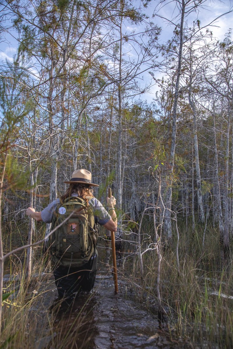 EvergladesNPS's tweet image. FALL for the charm of Everglades in AUTUMN! Enjoy vibrant colors: scarlet red maples, purple Muhly grass, and emerald-to-deep-red bald cypress. You won’t want to LEAF! 🌿 #EvergladesNationalPark #Everglades #FirstDayofFall #AutumnEquinox #Fall #Autumn #NoSweaterRequired