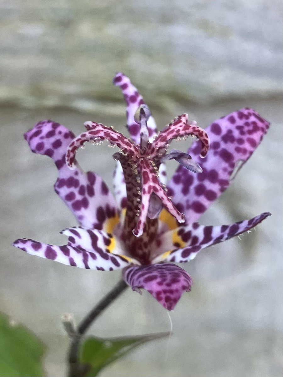 Tricyrtis ‘Blue Wonder’
