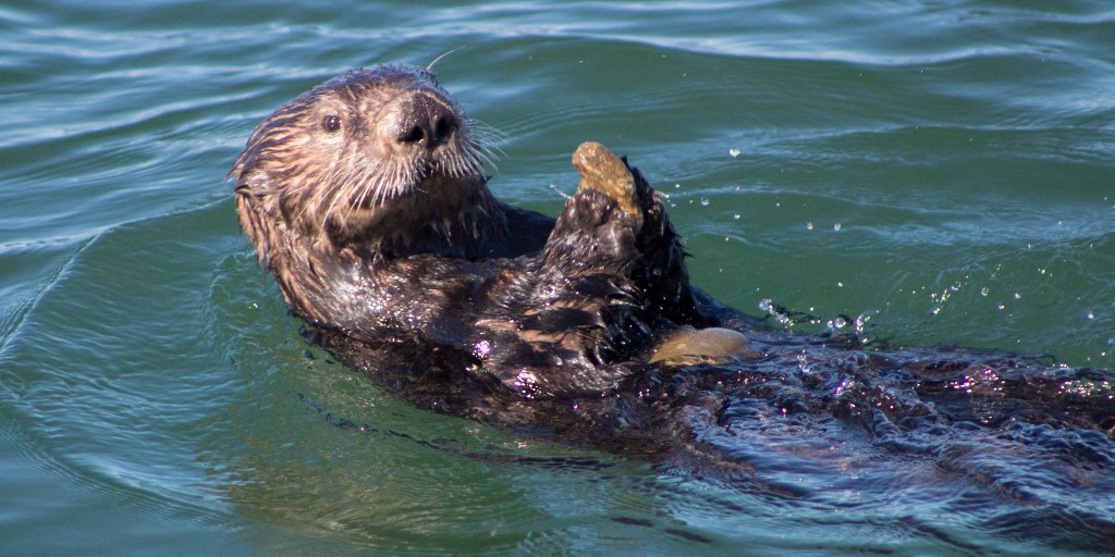 🦦 Did you know sea otters have pockets?
They keep their favorite tools — and sometimes snacks — tucked into loose folds of skin under their arms. Talk about handy! #SeaOtterAwarenessWeek