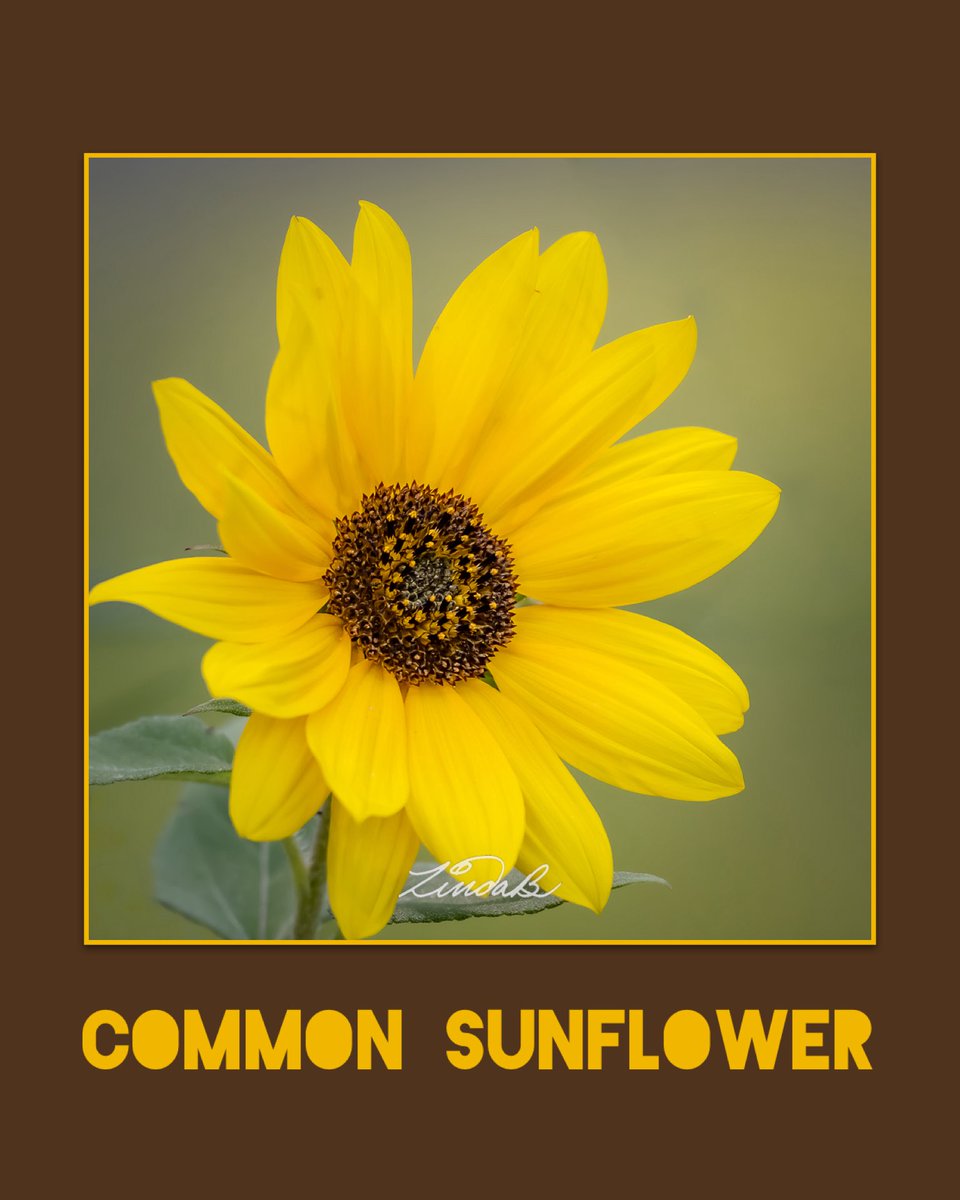 LSBofEBB's tweet photo. Anybody else feel a little Happy Burst when you see a Sunflower?
Photographed a few weeks ago in #RhodeIsland on a #bikeride .
#sunflower #happyplace #sunnydisposition #EnjoyTheSimpleThings #photographer https://t.co/SKVoWyRZFA