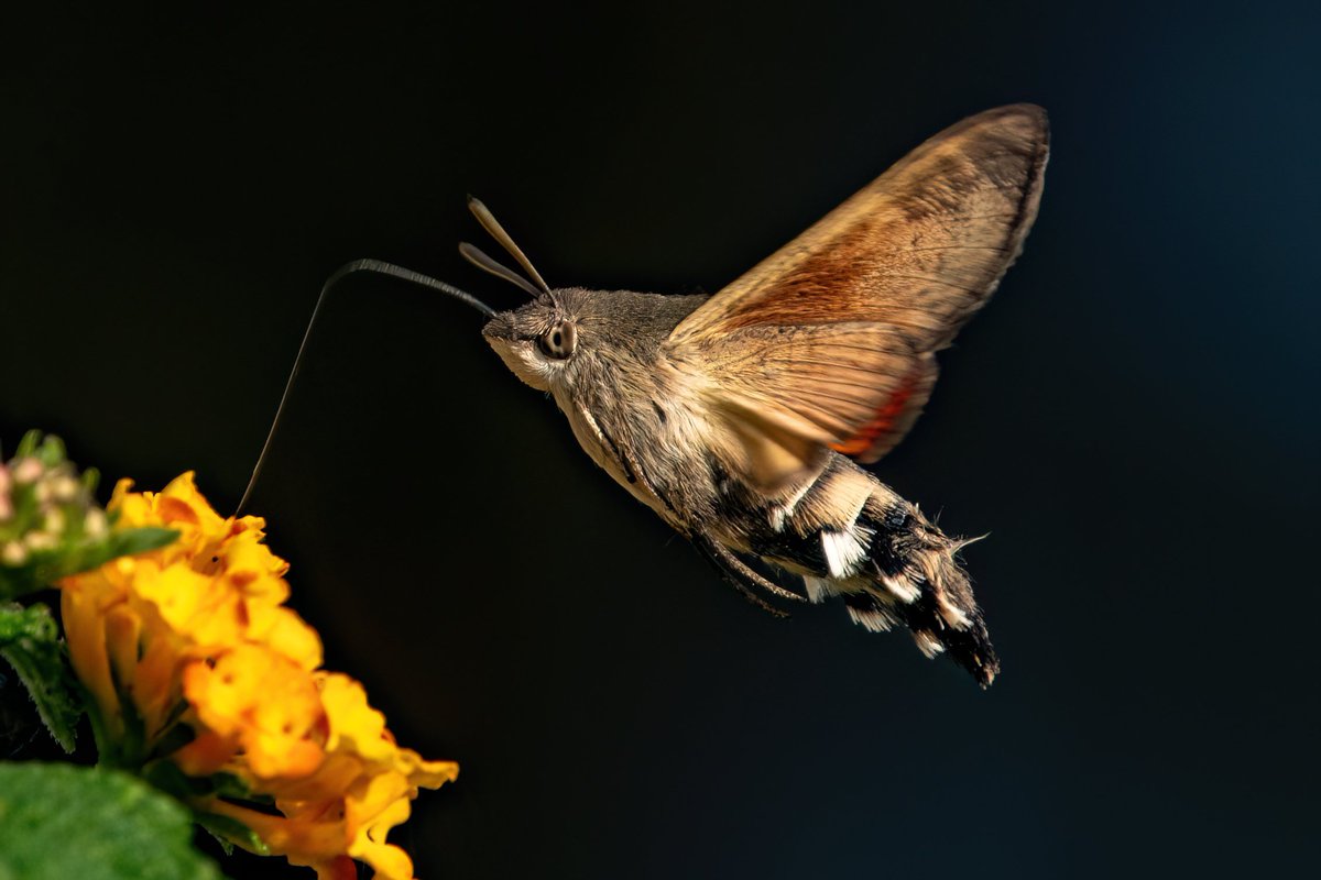 Sylvia Westerhuis tweet media