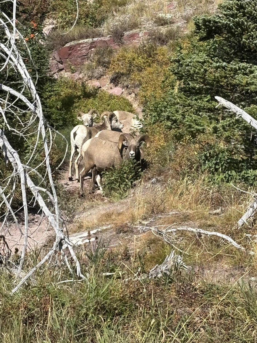 charlieb_lucy's tweet image. やっぱりGlacier National Park 好きすぎる。5回目です。