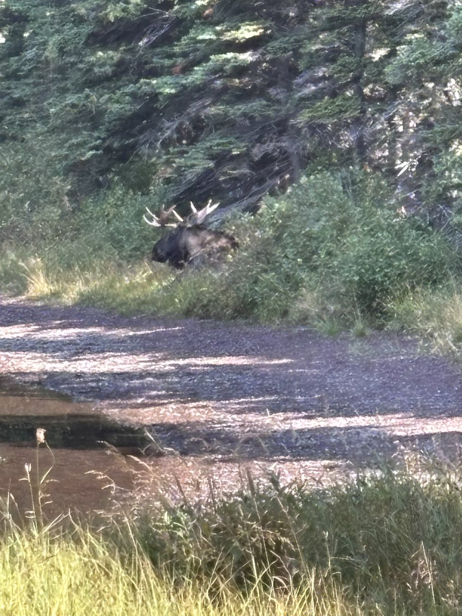 charlieb_lucy's tweet image. やっぱりGlacier National Park 好きすぎる。5回目です。