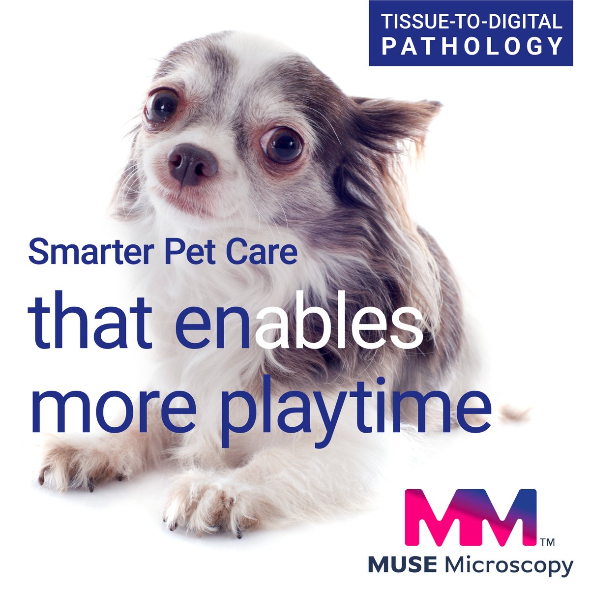 MuseMicroInc's tweet photo. Pursuing faster diagnoses to initiate treatments sooner? Not possible until now.

Welcome to MUSE Microscopy’s slide-free, direct-to-digital imaging system – SmartPath. This solution modernizes the digital pathology workflow. 

Go for the play: https://t.co/jujw8rJk5d https://t.co/NNrhApPOFn