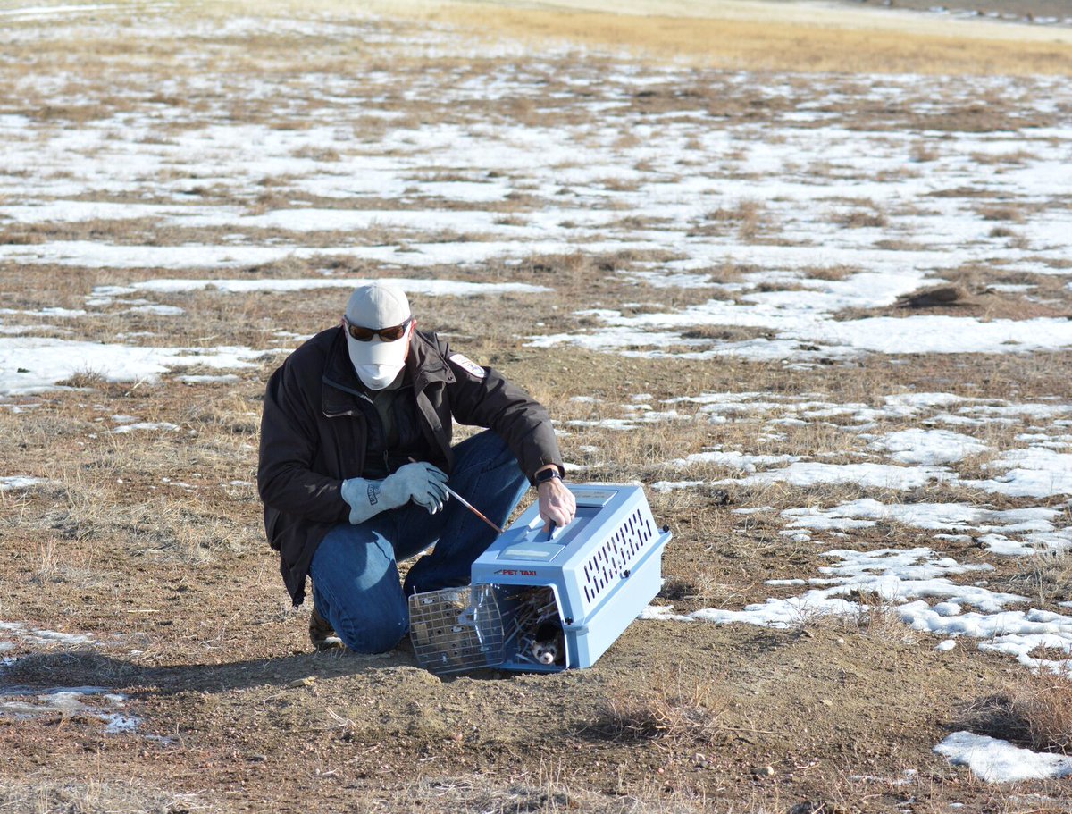 lighthawk_org's tweet image. A busy season is ahead for endangered species recovery!

Our volunteer pilots are crossing the nation to transport black-footed ferrets, whooping cranes, Mexican wolves, and California condors—playing a vital role in their reintroduction and recovery efforts.

#FlyingForGood