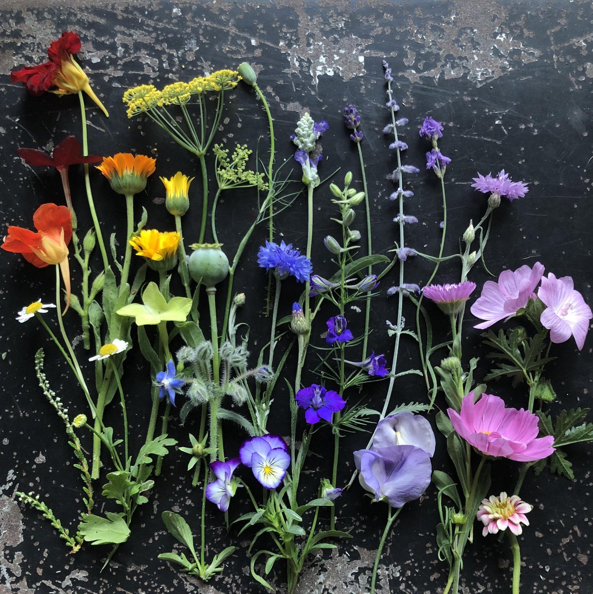 silverpebble's tweet image. I&apos;ve found an academic paper proving that making arrangements of small beautiful things like these👇 alleviates PTSD-this will be part of my collecting &amp;amp; small museums for mental health w&apos;shop Sat 4 Oct.
Recorded in full in case you can&apos;t attend the live zoom class, incl 3.5 hrs…