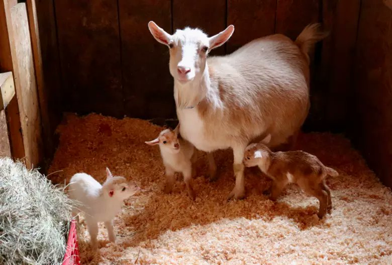 We got baby goats #socute <a href="/Braddock420/">the Anti-Icon BRADDOCK</a>