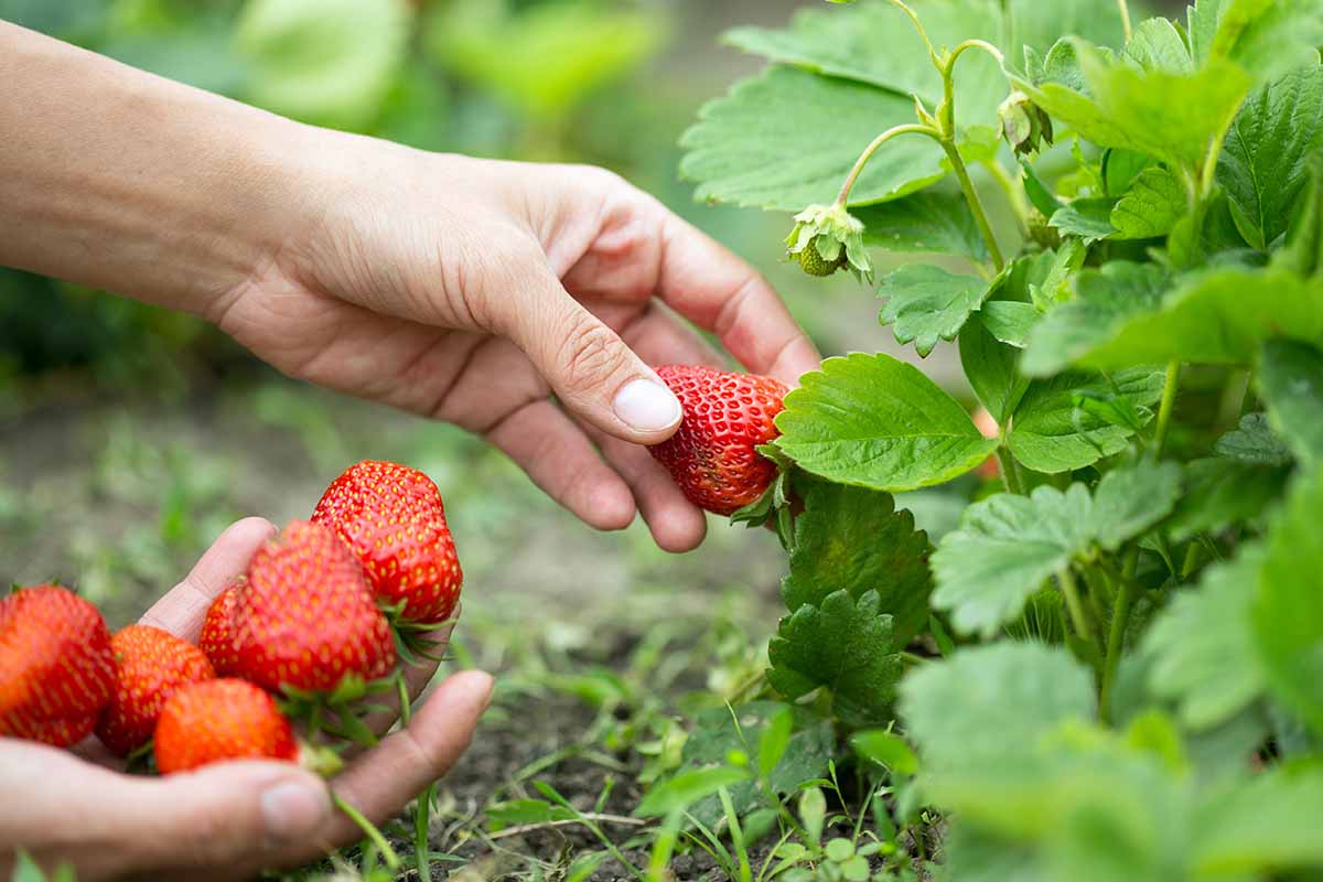 Gardeners_Path_'s tweet image. How and When to Harvest Strawberries - Strawberries are heavenly when you pluck them right off the plant at the peak of ripeness. Learn when and how to harvest strawberries on Gardener's Path. #strawberries #growyourown gardenerspath.com/plants/fruit/h…