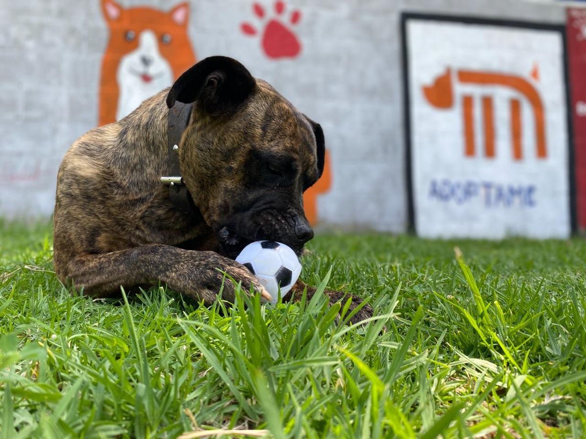 En el CTC agradecemos la reciente dotación de 308 kg de alimento canino que llegó a las instalaciones; la aportación fue realizada por el <a href="/CursosCarbonell/">Centro Carbonell</a> y <a href="/MiguelCarbonell/">Miguel Carbonell</a>, en el marco de su Tercer Congreso sobre Derechos de los Animales.