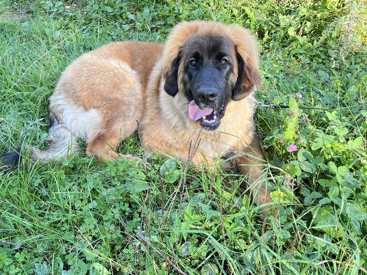 Masi on jo yli 6kk 💙. Ihana nalle💙