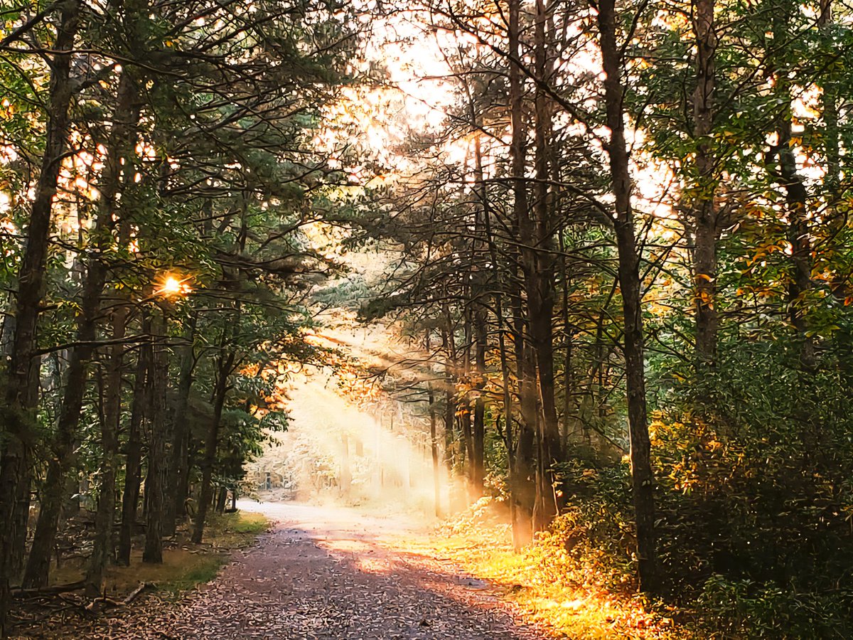 AcyRunway13's tweet image. Autumn is a shroud 
That grants time for the fallen
Before turning the page 🍂

#nature #AutumnalEquinox 
#FirstDayofFall #September 
#poetry #writing #NJ 
#NaturePhotography