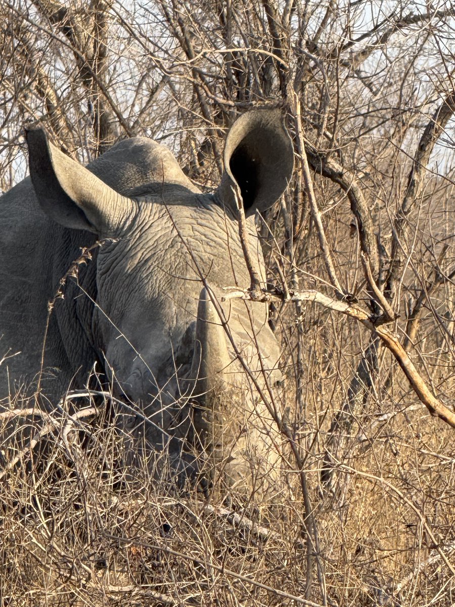 World rhino day …
