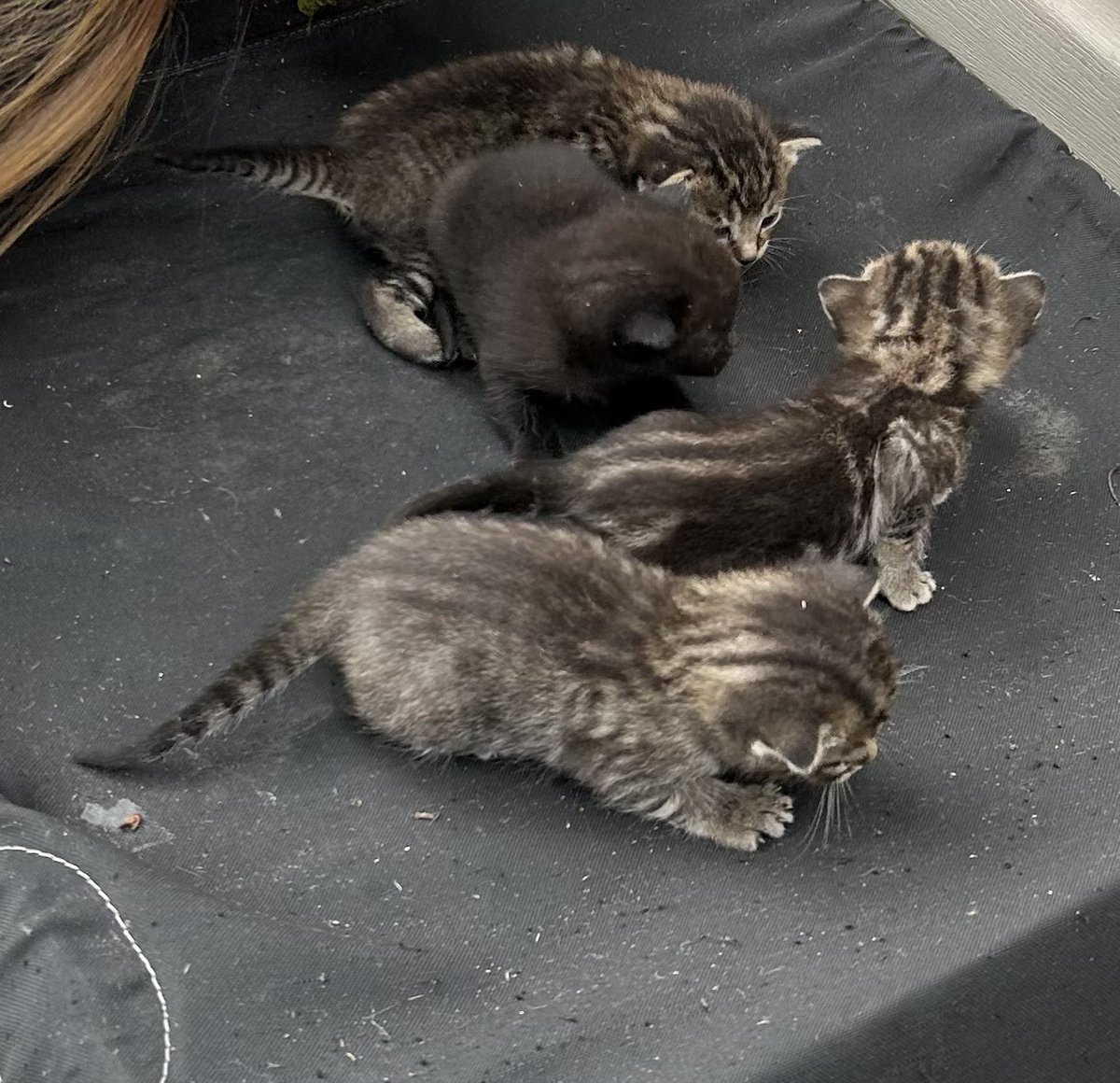New outside kitties 🐱💕
