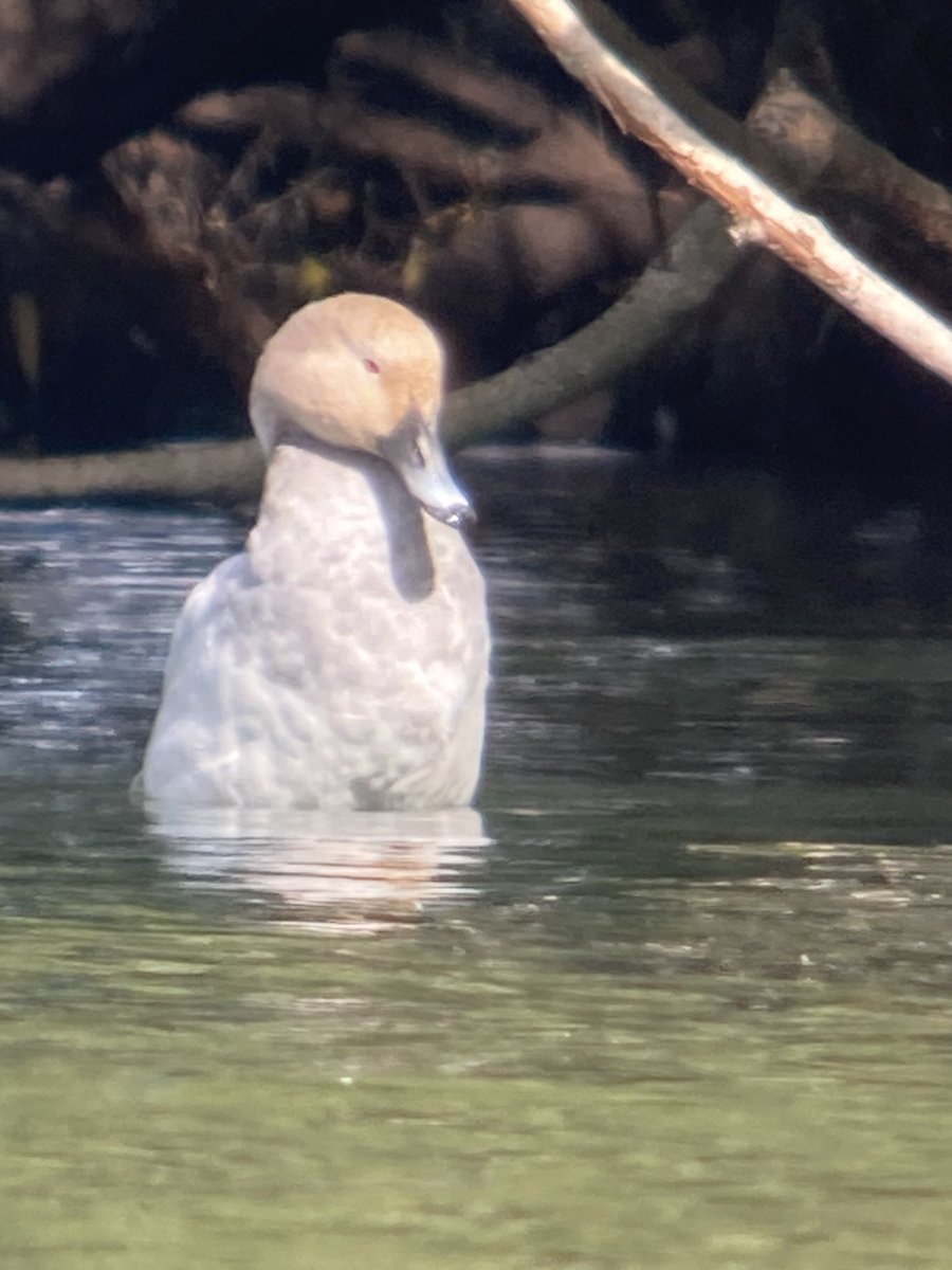 Bill Haines (West London Birding) tweet media