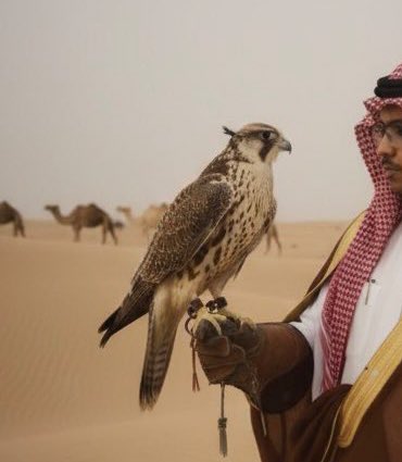 " يا صقر في كفّي وراسك سما ســـودْ
ترفرف على عالي المراقي وتشهـــدْ

رمز الشموخ اللي بناه آل ســعــودْ
مجدٍ قديمٍ في القلوب يتجدّدْ "